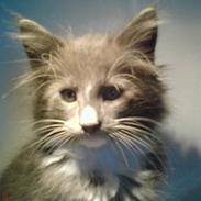 Norsk Skovkat Rytterparkens Blue Boy