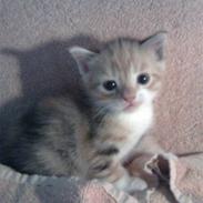 Blanding af racer Junior