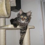 Maine Coon Gaby
