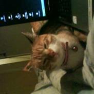 Blanding af racer Junior