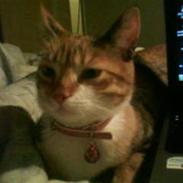 Blanding af racer Junior