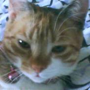 Blanding af racer Junior