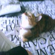 Blanding af racer Junior