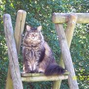 Maine Coon Cool Cats Herkules