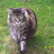 Maine Coon Cool Cats Herkules