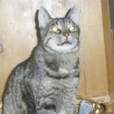 Huskat GiZmo-pigen  "Hittemis"