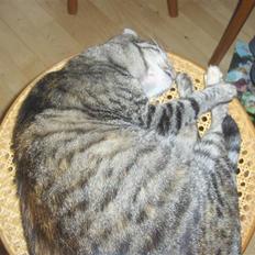 Huskat GiZmo-pigen  "Hittemis"