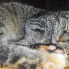 Huskat GiZmo-pigen  "Hittemis"