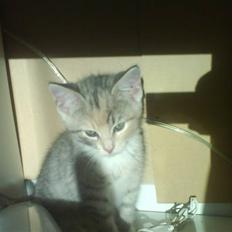 Huskat Bella (Himmelkat)