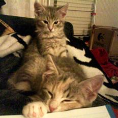 Huskat Bella (Himmelkat)