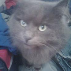 Blanding af racer sofus*sviger forældrenes*