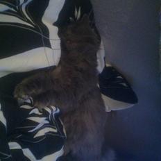 Blanding af racer sofus*sviger forældrenes*