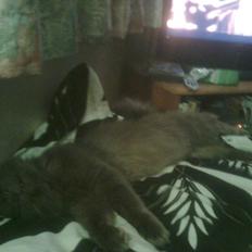 Blanding af racer sofus*sviger forældrenes*