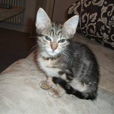 Blanding af racer Fiona