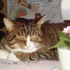 Huskat Samson (R.I.P.)