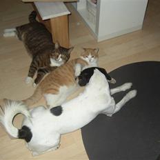 Huskat Samson (R.I.P.)