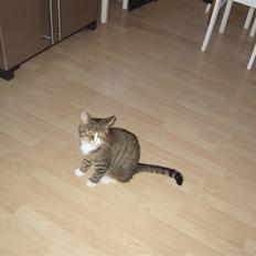 Huskat Samson (R.I.P.)