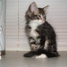 Blanding af racer Duchess