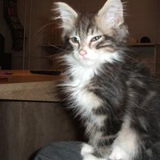 Blanding af racer Duchess