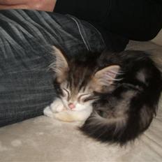 Blanding af racer Duchess