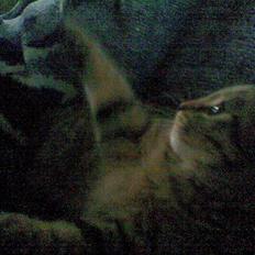 Blanding af racer Makita