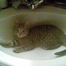 Blanding af racer Makita