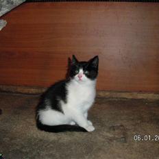 Blanding af racer Gipsy