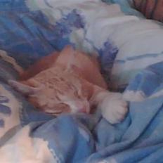 Blanding af racer Futte