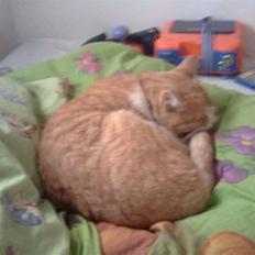 Blanding af racer Futte