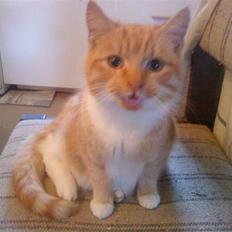 Huskat Seleri<3 (min mors)