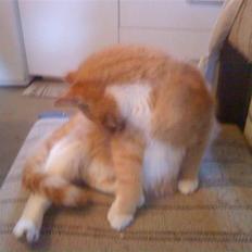 Huskat Seleri<3 (min mors)