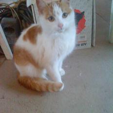 Huskat Sky<3 (min mors)