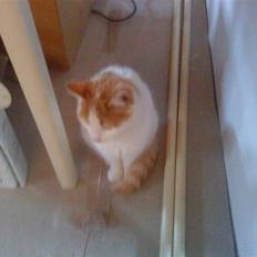 Huskat Sky<3 (min mors)