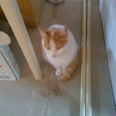 Huskat Sky<3 (min mors)