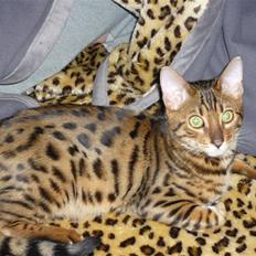 Bengal Kaiser