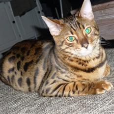 Bengal Kaiser