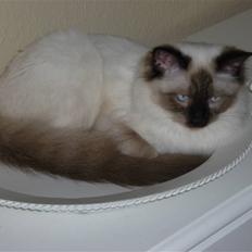 Ragdoll Pippin