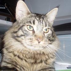 Maine Coon Uzuri (Zuri)