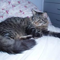 Maine Coon Uzuri (Zuri)