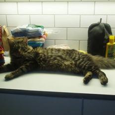 Maine Coon Uzuri (Zuri)