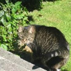 Huskat                      Bubu