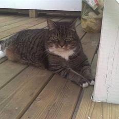 Huskat                      Bubu