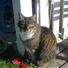 Huskat                      Bubu