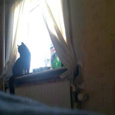 Huskat black jack R.I.P