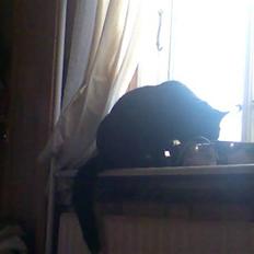 Huskat black jack R.I.P