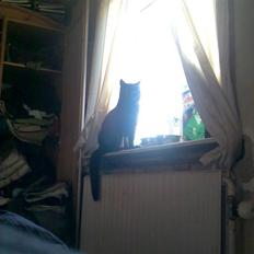 Huskat black jack R.I.P