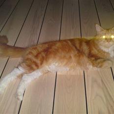 Maine Coon DK Sivkjærs Sif