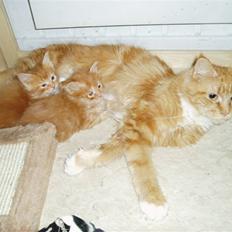 Maine Coon DK Sivkjærs Sif