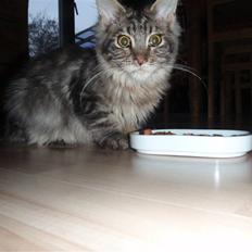 Maine Coon Mooshead Larry
