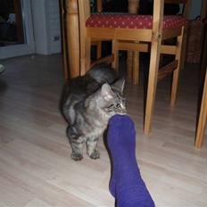 Maine Coon Mooshead Larry